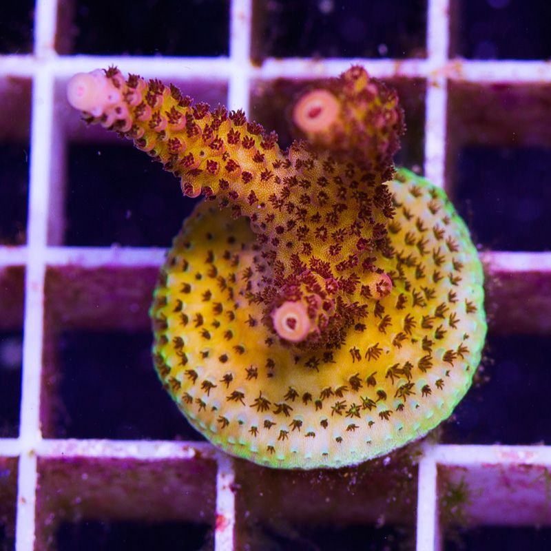 newcoral1510b - 100 New WYSIWYG Acros at Cherry Corals!
